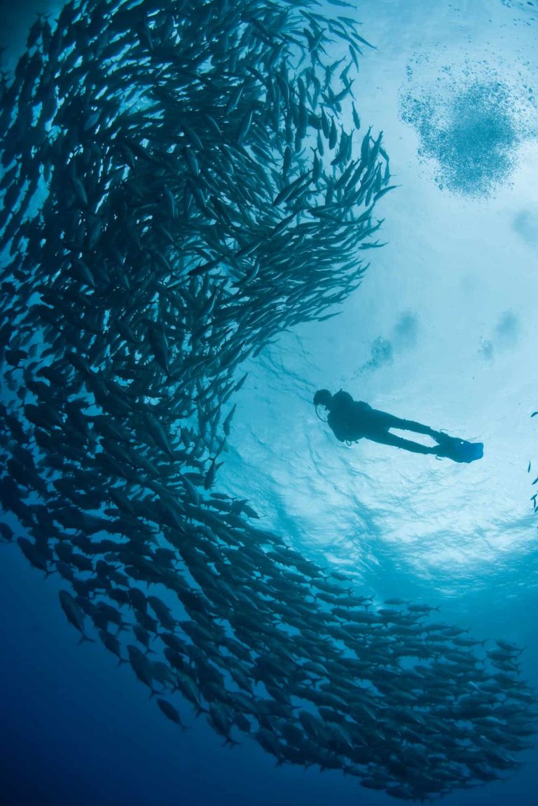 scuba diver and schooling fish